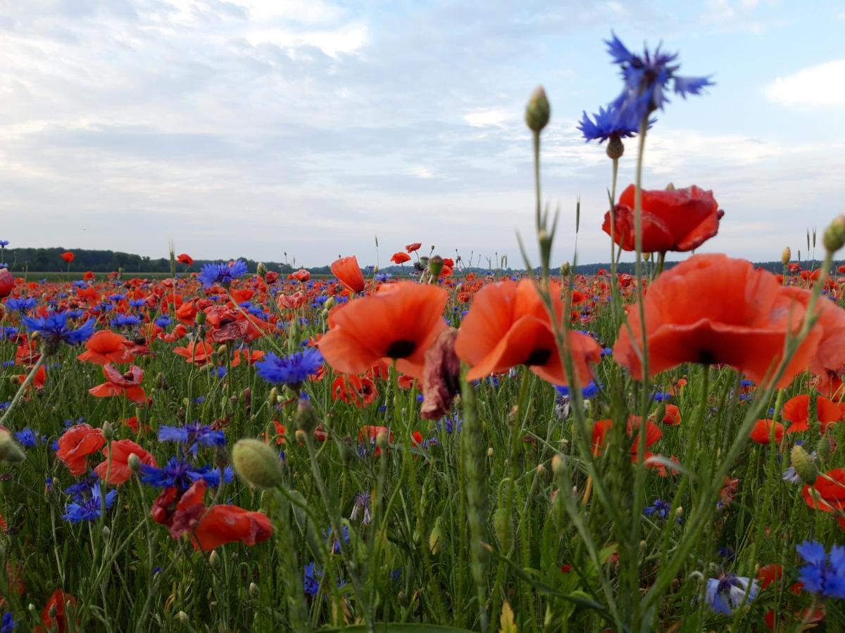 Ein Bett Im Kornfeld - Haus Morgensonne - Mit Innenpool Schonfeld  Bagian luar foto
